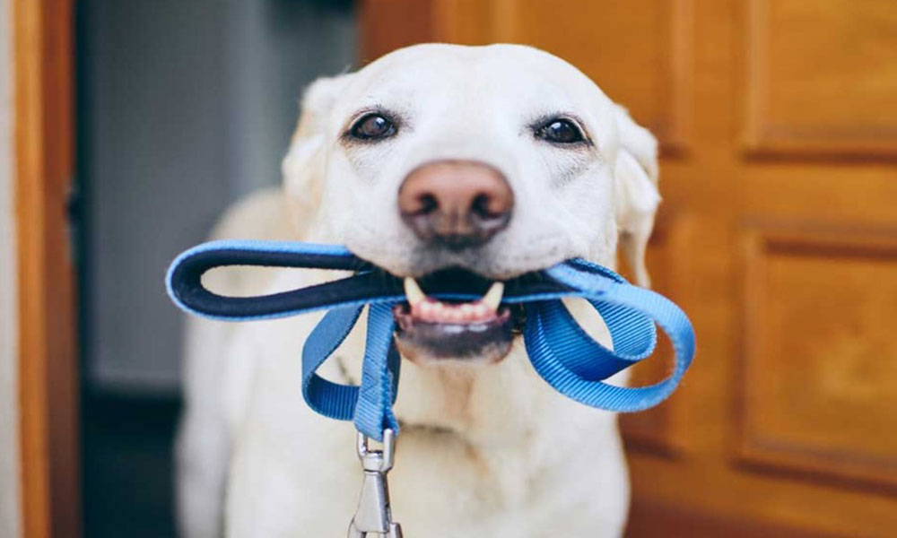 Dog ready for a walk with lead in its mouth